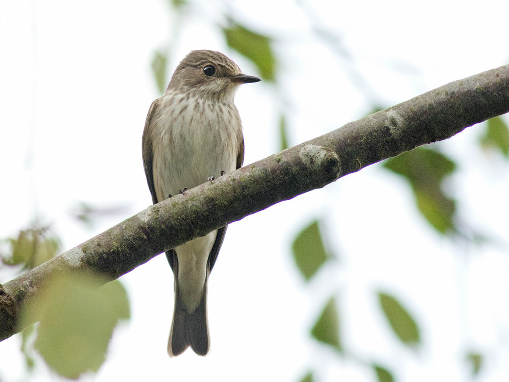Spotted Flycatcher 22 August 2019.